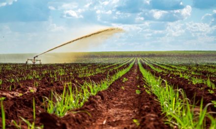 Mosaic Fertilizantes apresenta soluções multinutrientes para adubação de performance no cultivo da cana-de-açúcar