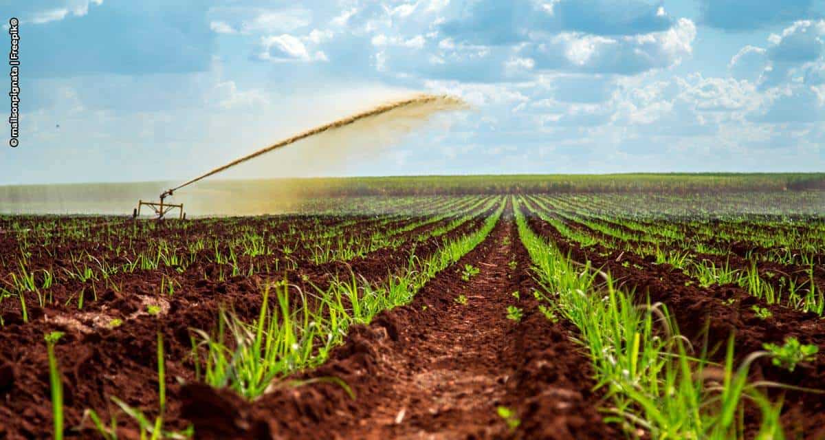 Mosaic Fertilizantes apresenta soluções multinutrientes para adubação de performance no cultivo da cana-de-açúcar