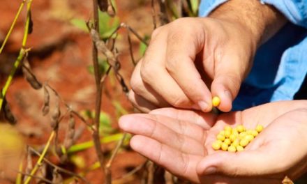 Volume de soja certificada da Cargill cresce 75% e 143 produtores recebem bonificação