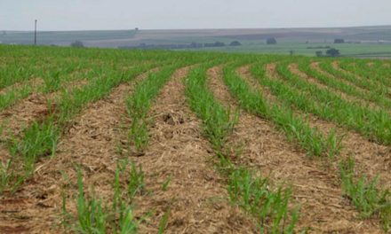 Sistema TEMPOCAMPO divulga outlook da cana-de-açúcar