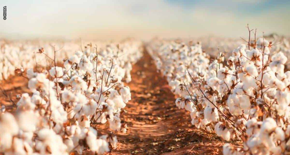 Solução inovadora e inédita da IHARA chega ao mercado brasileiro para cultura do algodão