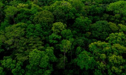 Semana do Meio Ambiente: projeto ajuda a estruturar cadeias produtivas que mantêm floresta em pé