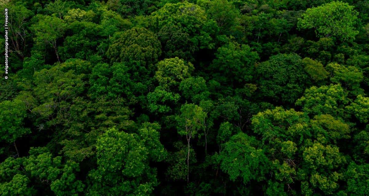 Semana do Meio Ambiente: projeto ajuda a estruturar cadeias produtivas que mantêm floresta em pé