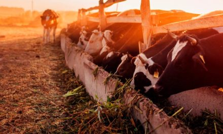 Nutrição é chave para pecuária de corte sustentável no país, mostra estudo da Elanco Saúde Animal