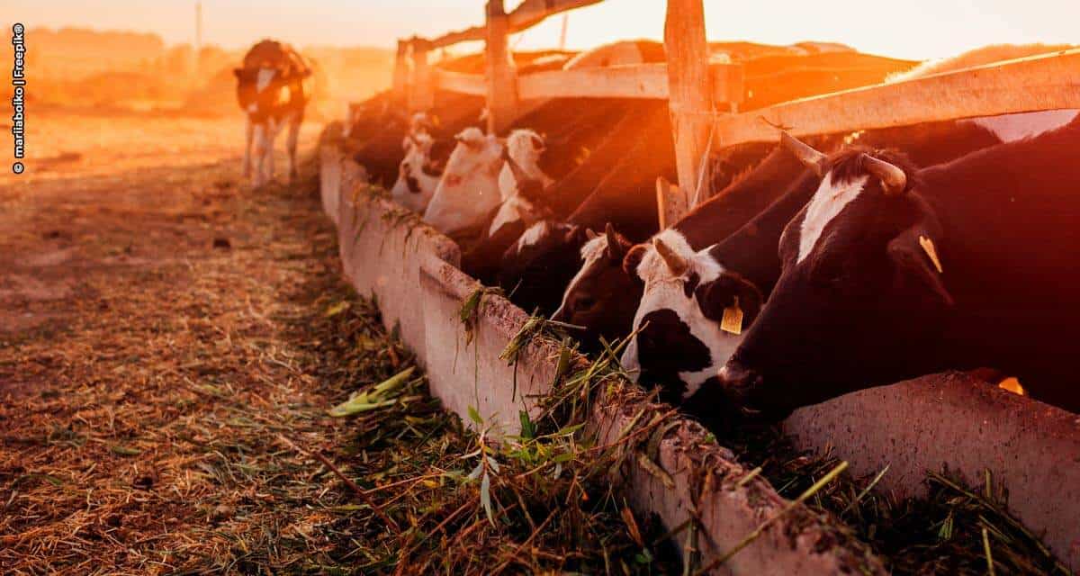 Nutrição é chave para pecuária de corte sustentável no país, mostra estudo da Elanco Saúde Animal