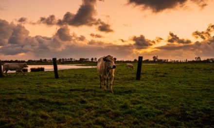 Sustentabilidade na agropecuária será medida com a comercialização de créditos de carbono