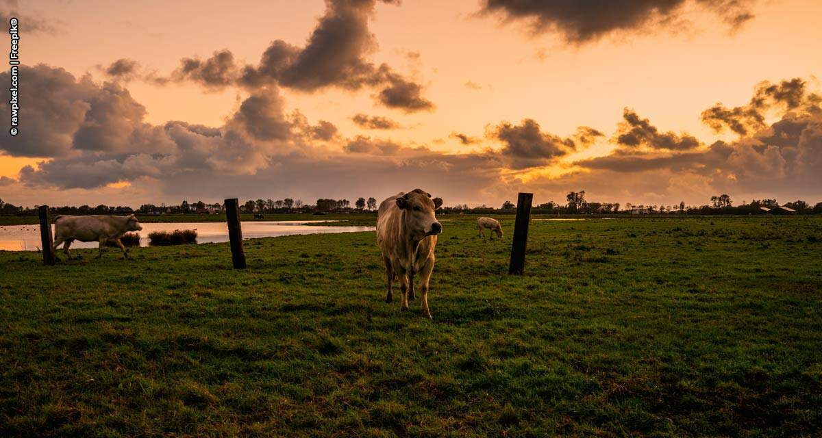 Sustentabilidade na agropecuária será medida com a comercialização de créditos de carbono