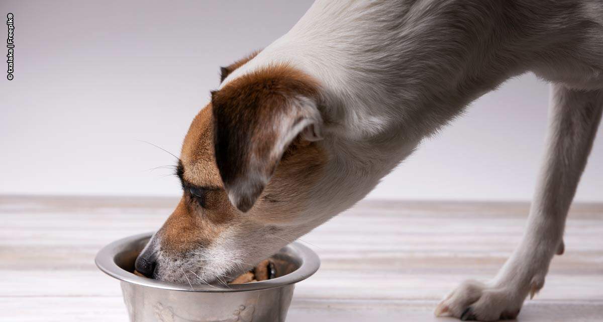 Nestlé Purina anuncia investimento em novo parque industrial na região sul