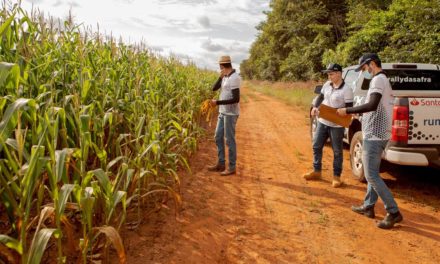 Perdas causadas pelo clima seco reduzem estimativa de milho segunda safra a 65,3 milhões de toneladas