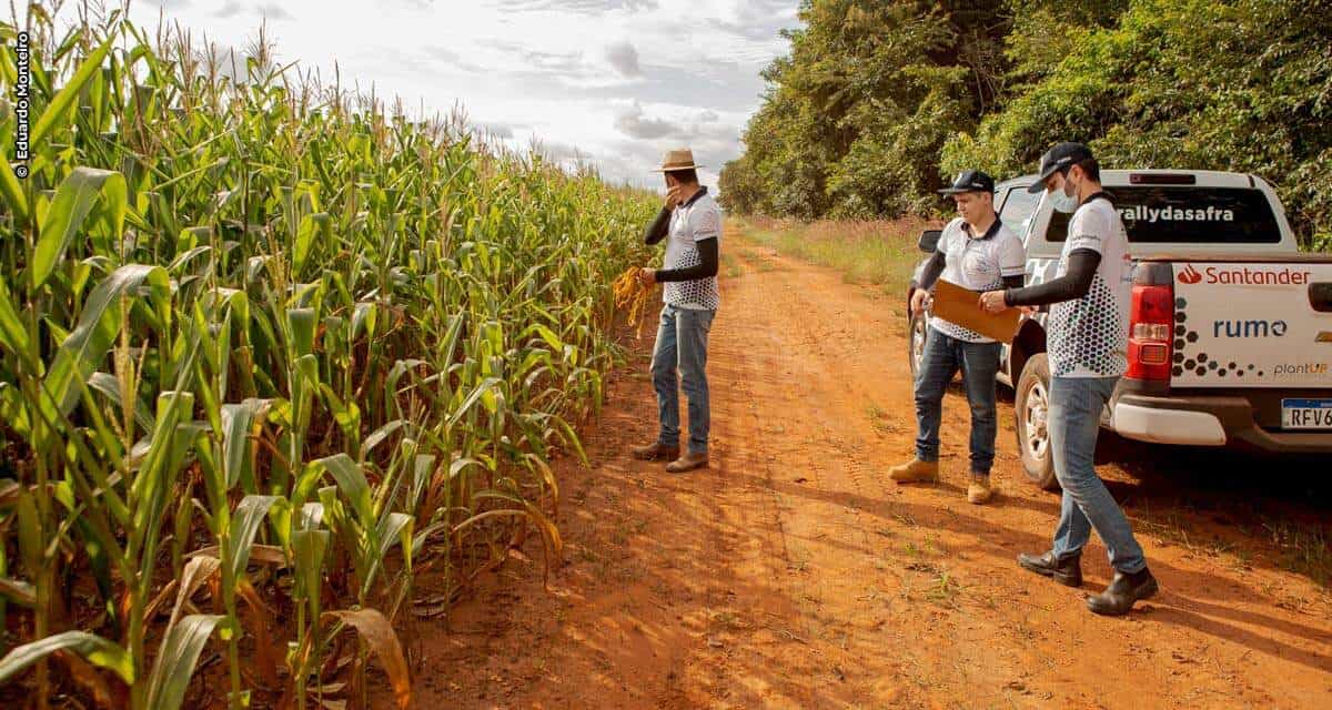 Perdas causadas pelo clima seco reduzem estimativa de milho segunda safra a 65,3 milhões de toneladas