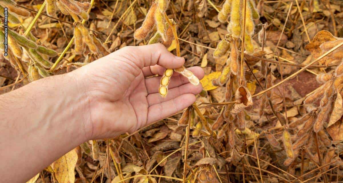 Previsão de Safra: IEA aponta boas perspectivas de produção e produtividade para os grãos em 2021