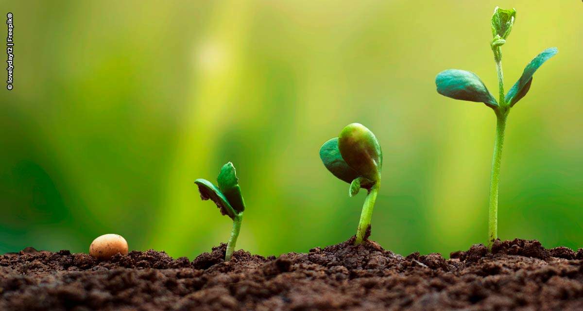 Syngenta Seeds anuncia dez novas cultivares para Brasil e Paraguai durante Encontro Anual de Multiplicadores