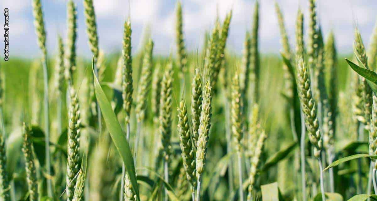 Clima favorece lavouras de trigo e aveia no Paraná