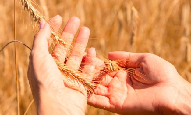 Como o Brasil pode mudar seu papel no mercado global de trigo?