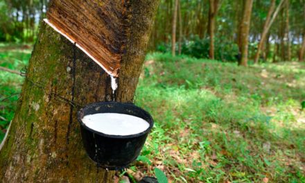 São Paulo publica nova legislação para produção de mudas de seringueira