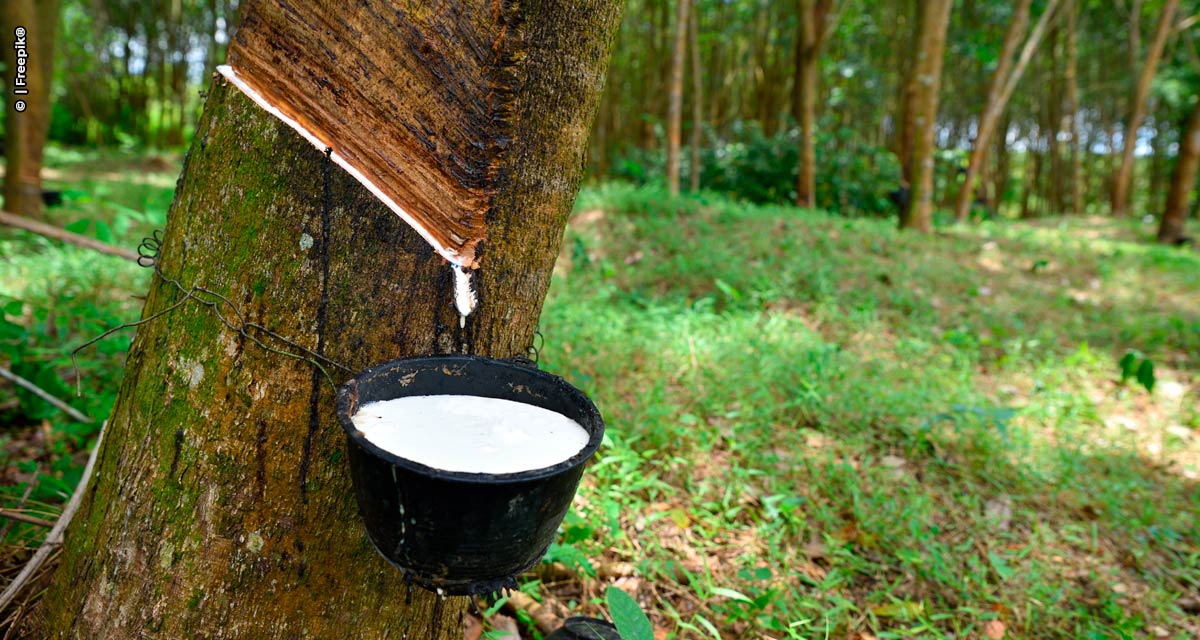 São Paulo publica nova legislação para produção de mudas de seringueira