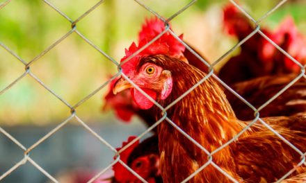 Em decisão histórica, União Europeia aprova fim gradual da criação industrial de animais em gaiolas até 2027