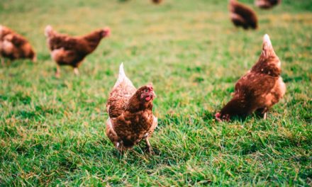 Os cinco passos para o bem-estar avícola