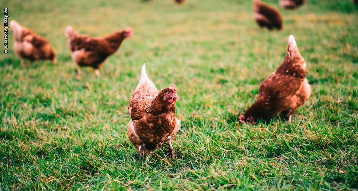 Os cinco passos para o bem-estar avícola