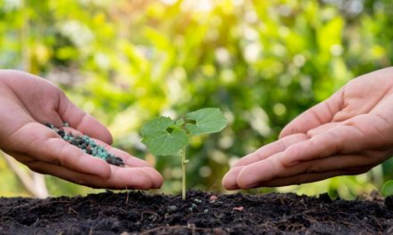  BRANDT espera quadruplicar a produção de insumos no Brasil e investe em tecnologia de aplicação e fisiologia vegetal