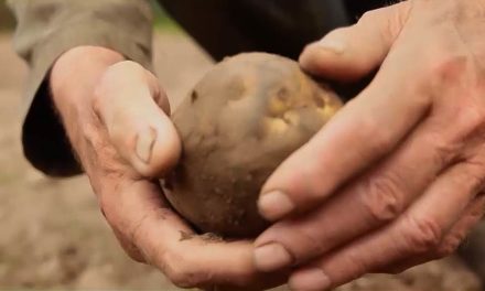 Com o trabalho do agricultor, Brasil se destaca como potência agrícola mundial