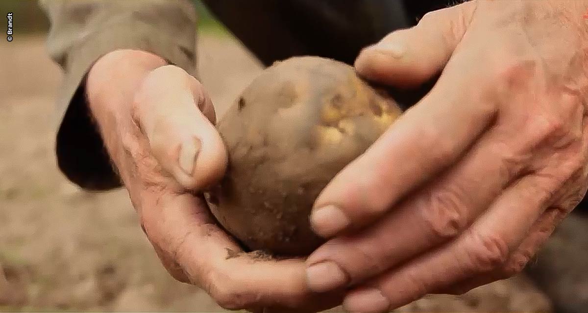 Com o trabalho do agricultor, Brasil se destaca como potência agrícola mundial