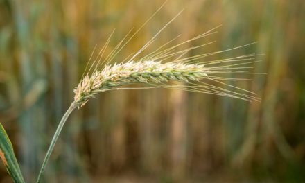 Com início do inverno, plantio de cevada se torna alternativa lucrativa para agricultores dos Campos Gerais