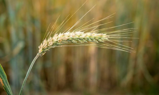 Com início do inverno, plantio de cevada se torna alternativa lucrativa para agricultores dos Campos Gerais