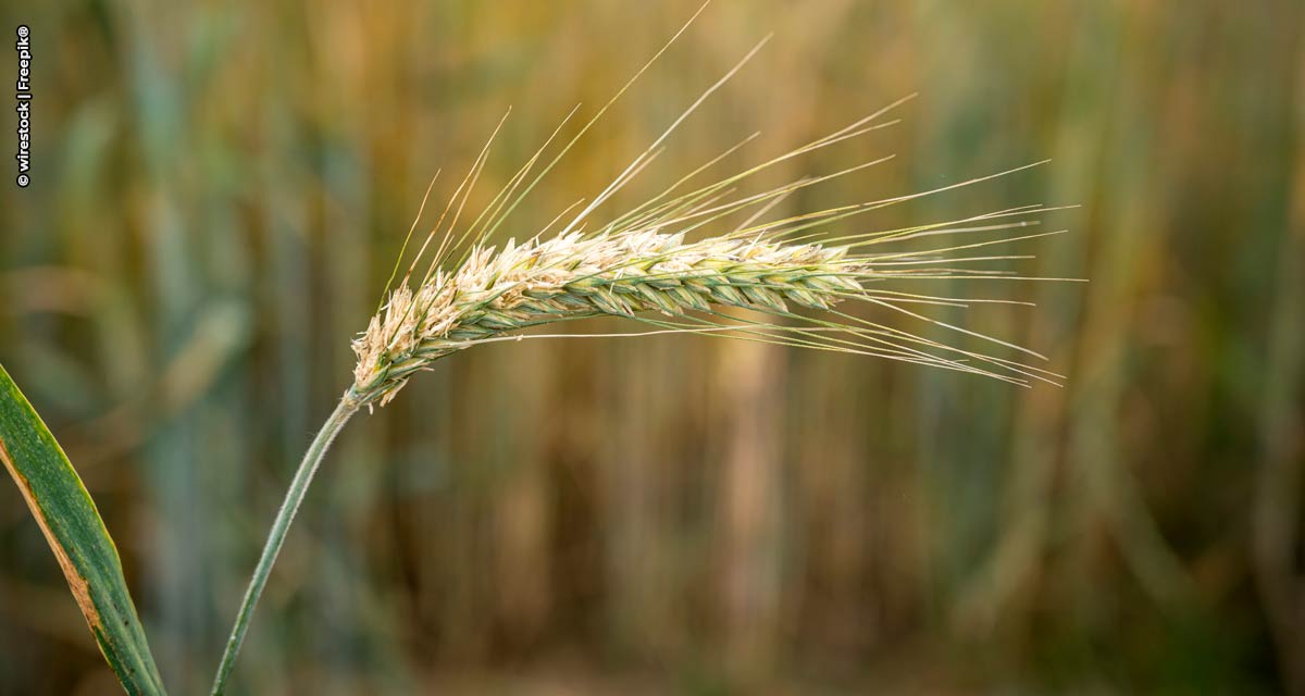 Com início do inverno, plantio de cevada se torna alternativa lucrativa para agricultores dos Campos Gerais