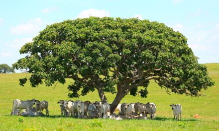 Bem-estar animal: análise e planejamento garantem o lucro para o negócio pecuário