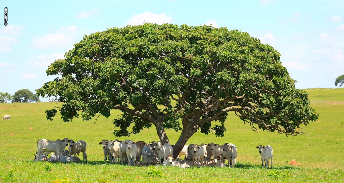 Bem-estar animal: análise e planejamento garantem o lucro para o negócio pecuário