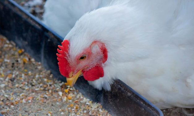 Facta apresenta estudo sobre a inter-relação entre nutrição, comportamento e qualidade da ave