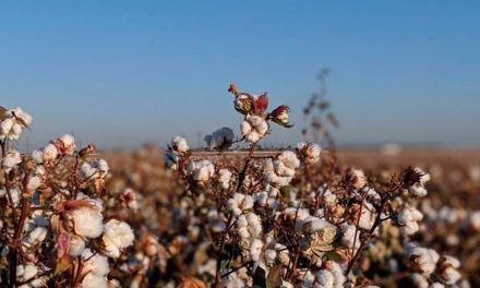 Cotonicultor investe cada vez mais em inseticidas e fungicidas para manejo eficiente de pragas e doenças para garantir a produtividade