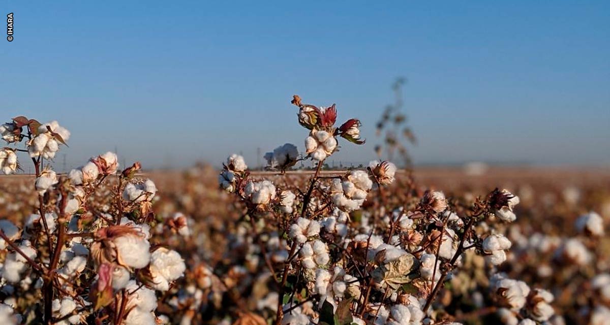 Cotonicultor investe cada vez mais em inseticidas e fungicidas para manejo eficiente de pragas e doenças para garantir a produtividade