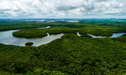 Saiba de onde vem o produto que você consome e a importância disso para a conservação da floresta e para a nossa sobrevivência