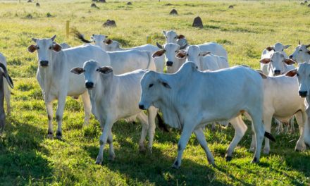 Marfrig apoia pesquisa com novilhas Nelore que comprova a capacidade de produção de carne de qualidade à pasto