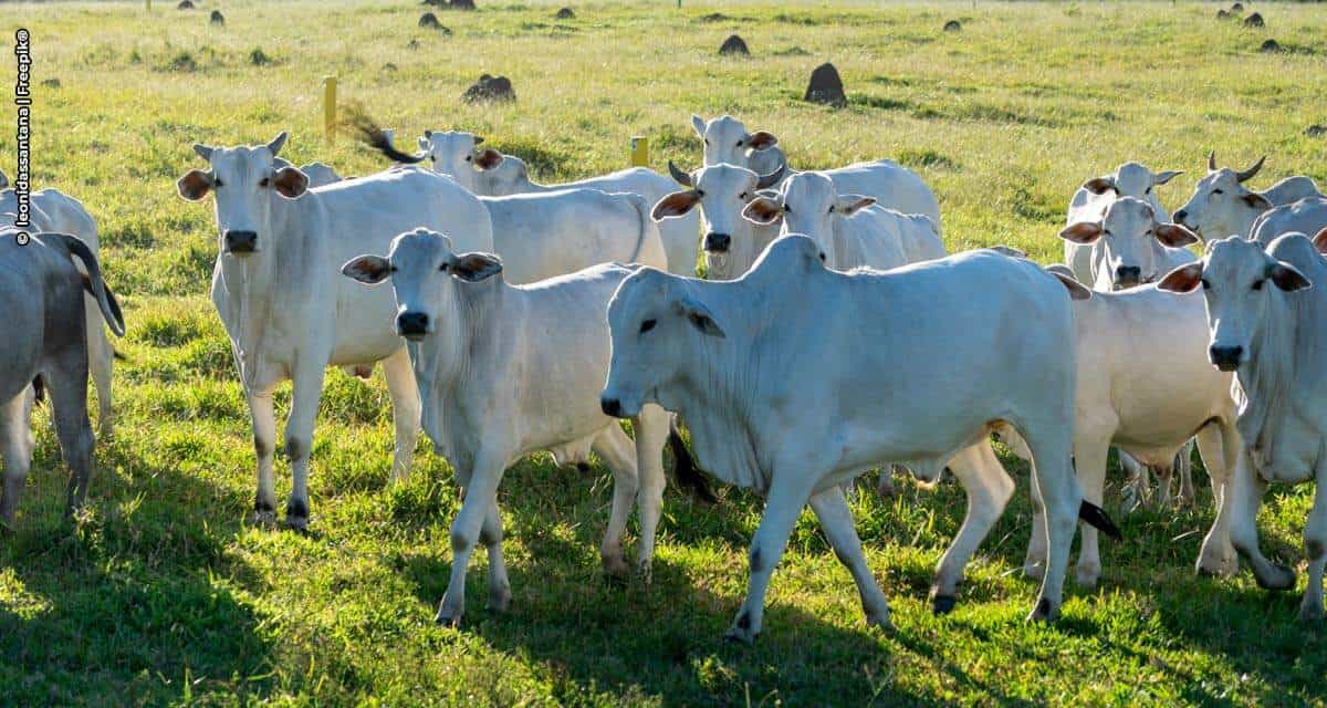 Marfrig apoia pesquisa com novilhas Nelore que comprova a capacidade de produção de carne de qualidade à pasto