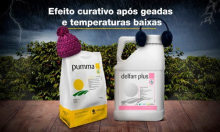 Inverno rigoroso e geadas: como realizar o manejo fisiológico das plantas e evitar perdas de produtividade?