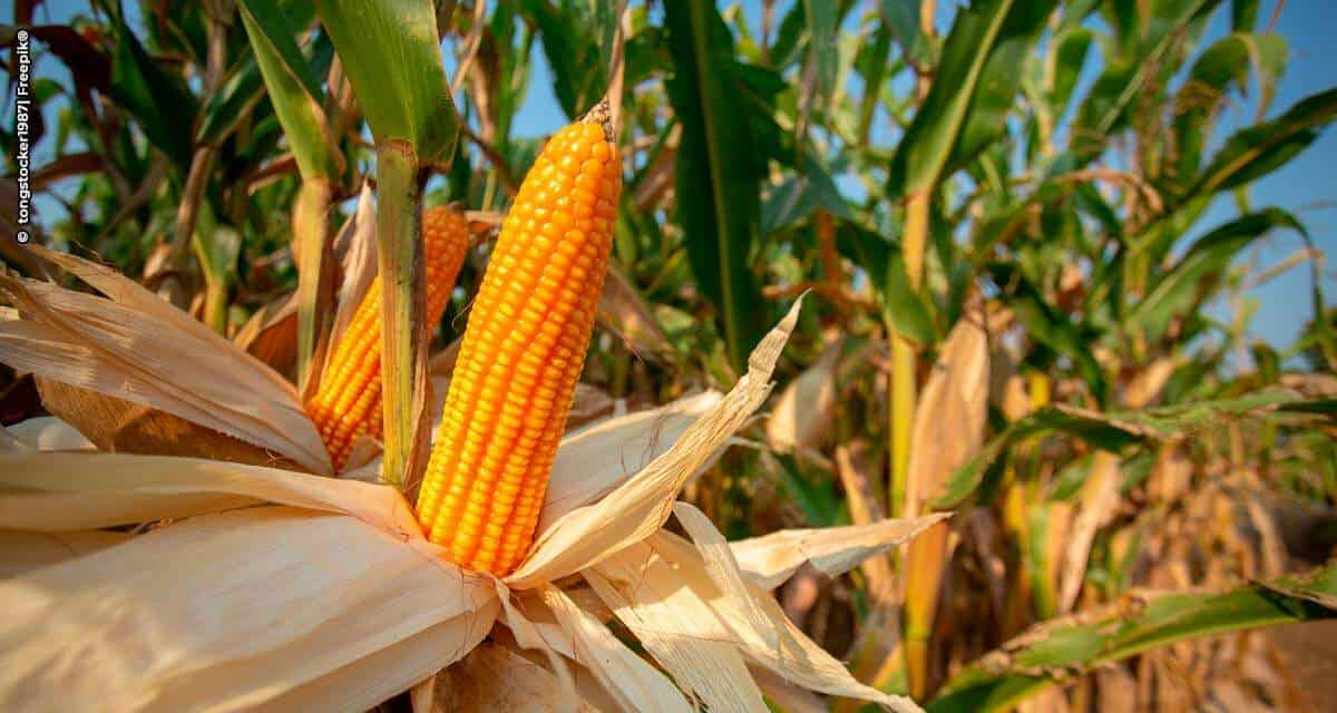Novos híbridos de milho da Bayer apresentam até 11 sacas a mais por hectare na safra 2020/21