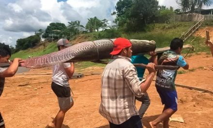 Pirarucu de Mamiraua conquista Indicação Geográfica