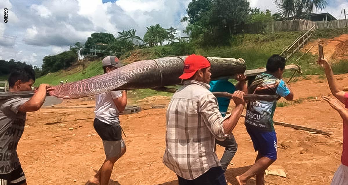 Pirarucu de Mamiraua conquista Indicação Geográfica