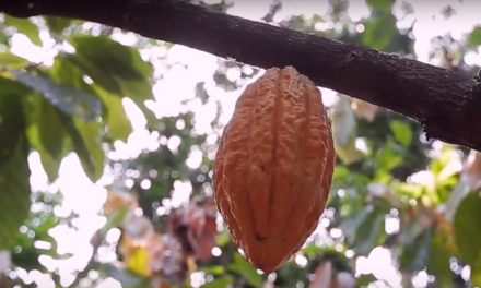 Cacau paraense recebe selo das Olimpíadas de Tokio