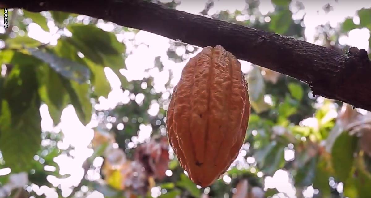 Cacau paraense recebe selo das Olimpíadas de Tokio