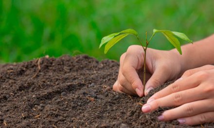 SIG pretende plantar 1 bilhão de árvores até 2025