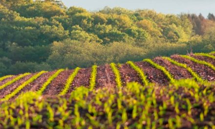 Plataforma digital ‘nurture.farm’, dedicada à agricultura sustentável, passa a fazer parte da rede OpenAg da UPL