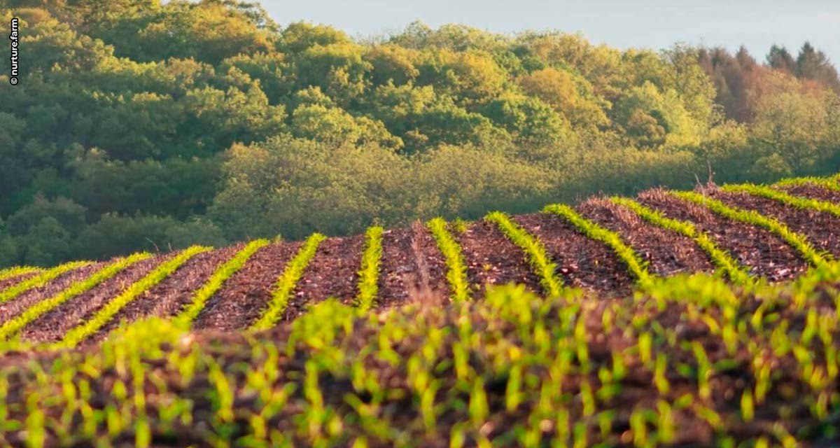 Plataforma digital ‘nurture.farm’, dedicada à agricultura sustentável, passa a fazer parte da rede OpenAg da UPL