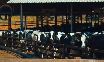 Fazenda Olhos D’Água (MG) melhora fatores na nutrição e na sanidade do rebanho com o monitoramento