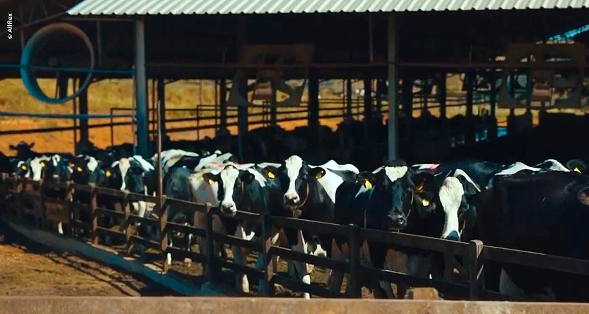 Fazenda Olhos D’Água (MG) melhora fatores na nutrição e na sanidade do rebanho com o monitoramento