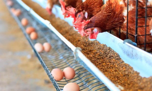 Suplementação de cálcio para aves poedeiras é essencial para a casca de ovos e a manutenção óssea e metabólica