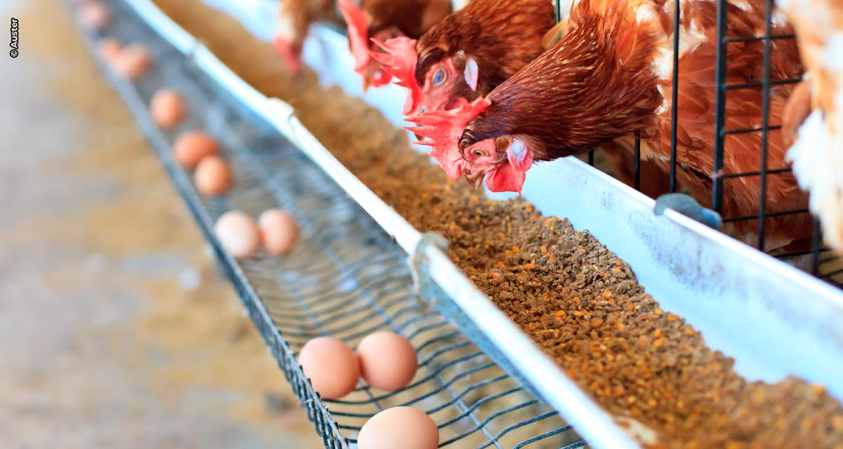 Suplementação de cálcio para aves poedeiras é essencial para a casca de ovos e a manutenção óssea e metabólica